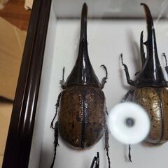 クワガタ&カブトムシ標本