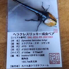 クワガタ&カブトムシ標本