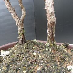 八房杉-5