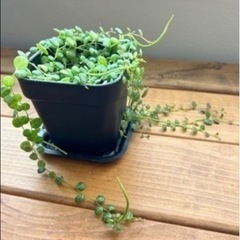 【植物】ペペロミア　タートル