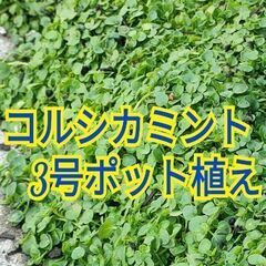 コルシカミント 3号ポット植え