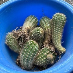 10/18まで 🌵サボテン🌵【チビちゃん付き・発根済】