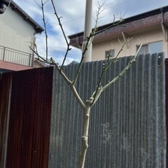 柚子の木(5年生以上)