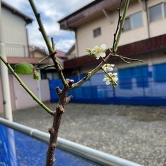 梅の木(3年生〜)