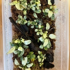 アヌビアスナナ　ホワイトマーブル　水上葉　水草 アヌビアスナナ ホワイトマーブル 水上葉 水草