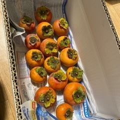 甘柿１６個本日収穫分