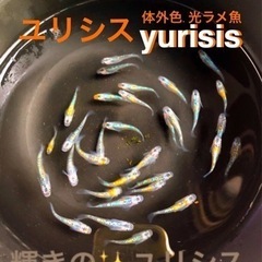 めだか🟧🉐<< Yurisis >> １１匹／青水. GREEN...