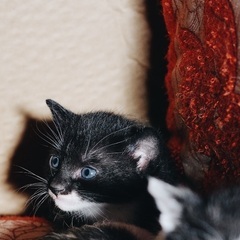 子猫ちゃんの里親さん募集です