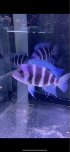 フロントーサ リンゴリーフ14〜16㎝ 写真個体販売 熱帯魚 水槽