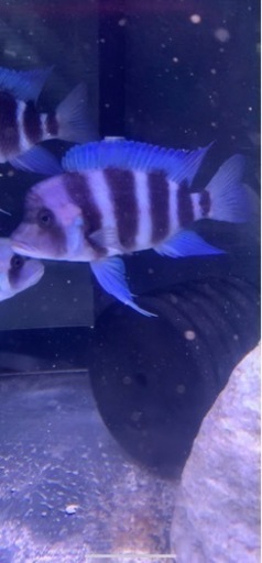 フロントーサ　リンゴリーフ14〜16㎝　写真個体販売　熱帯魚　水槽　#アフリカンシクリッド