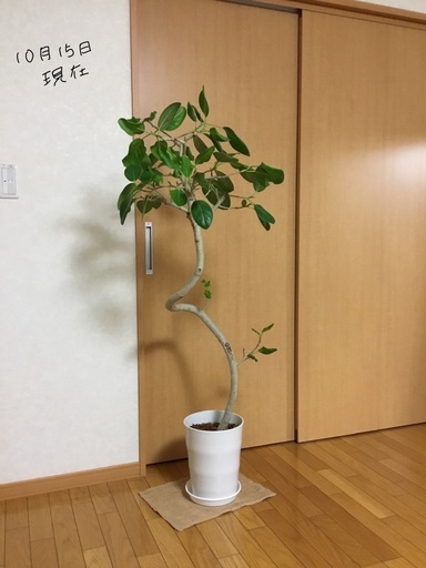 【最終/11月５日迄】　フィカスベンガレンシス　観葉植物　高さ154cm