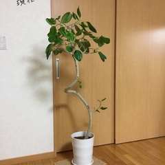 【最終/11月５日迄】　フィカスベンガレンシス　観葉植物　高さ1...