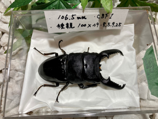 超特大　パラワンオオヒラタクワガタ　1ペア