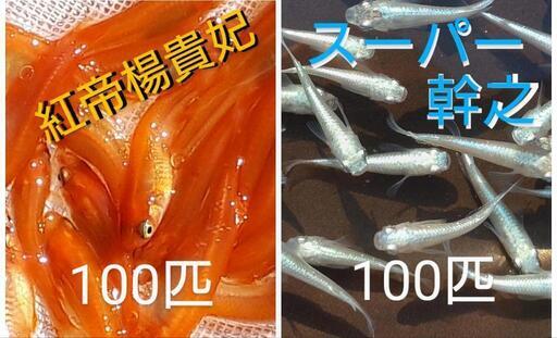 各100匹:紅帝楊貴妃.幹之スーパー