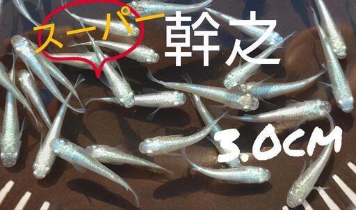 200匹:幹之スーパー
