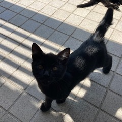 子猫（生後4ヶ月）黒　オスの画像
