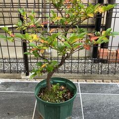 鉢植え植木　榊（さかき）