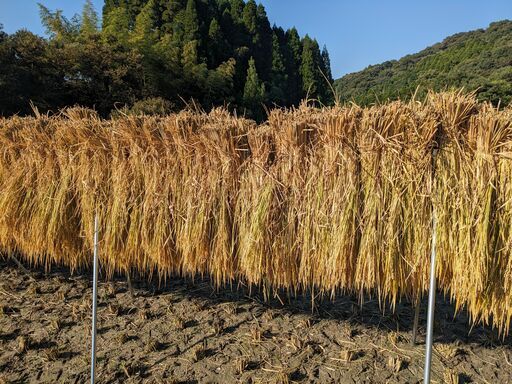 【ご予約受付中】天日干し＆化学肥料不使用の特別栽培米（菊鹿町産）品種は「森のくまさん」です③