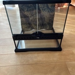 フトアゴヒゲトカゲの中古が安い！激安で譲ります・無料であげます(6  