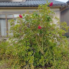 ●庭木●花●植木●バラ●薔薇●根本からどうぞ！●