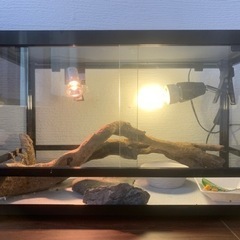 フトアゴヒゲトカゲ(ノーマル)ヤングアダルトサイズの画像
