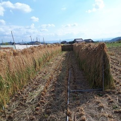 脱穀機、貸してください