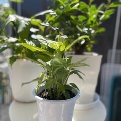 観葉植物③鉢まとめて