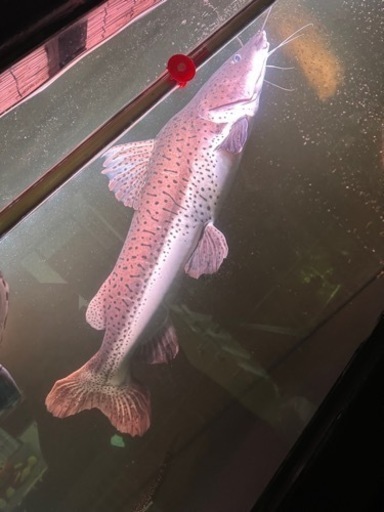 レッドテールキャットとタイガーシャベルのハイブリッド ±75〜80cm