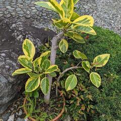 観葉植物（ゴムの木とパキラ）