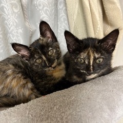 2か月のサビ猫姉妹💛