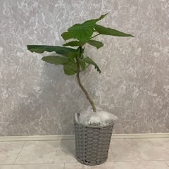 高さ85cm フィカス　ウンベラータ　7号　約85cm 観葉植物...