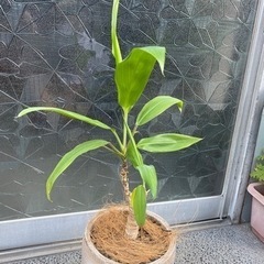 ガーデニング　観葉植物　約35cm(鉢含む)