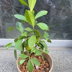 ガーデニング　観葉植物　ガジュマル　約35cm(鉢含む)