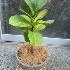 ガーデニング　観葉植物　フィカス系　約35cm(鉢含む)