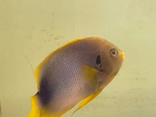 アフリカヌス アズファー