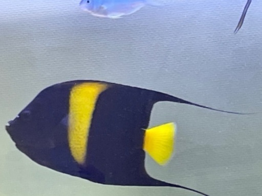 アフリカヌス アズファー