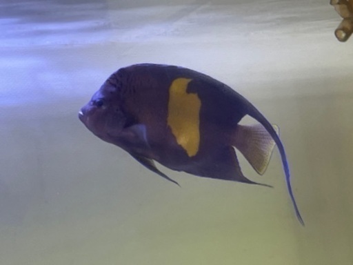 マクロスス