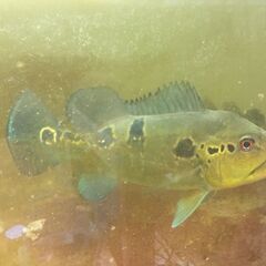 熱帯魚 キクラsp セミショート オリコ川産 ワイルド