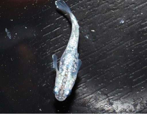 本家直系　ゴブリン若魚　５匹＋α 現物出品