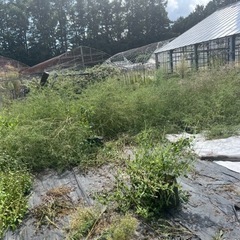 田んぼの草刈りを致します