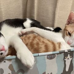 ☆とっても仲良し～ハチワレ＆茶白ねこの男の子をもらってください☆