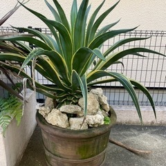 アガベ　ベネズエラ　鉢付き　大型