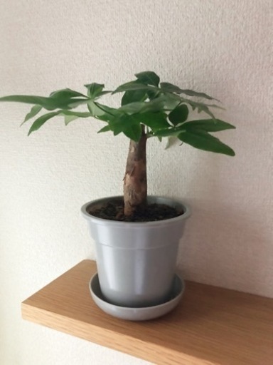 観葉植物　パキラ(22)　24cm　グレーカラーの3.5号の鉢と受け皿付き