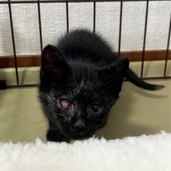 黒猫　子猫　６週　届出済み - 泉南市
