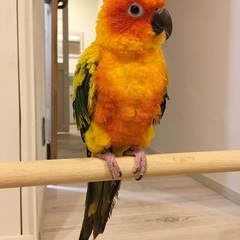 コガネメキシコインコ