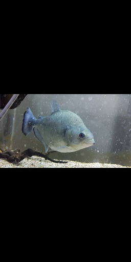 熱帯魚　ブラックピラニア　シングー産(イリリ？)