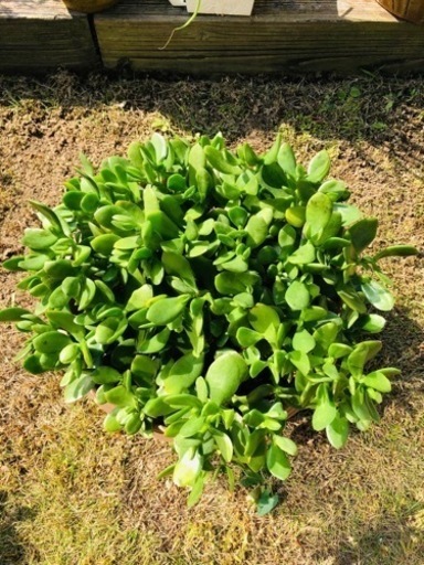大量　お買い得12本立　金の成る木　鉢付き