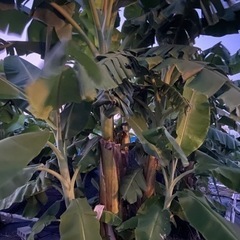 ブラジルバナナ苗（3株）