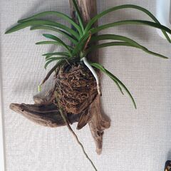 バンダルースネアリー　観葉植物　流木付け