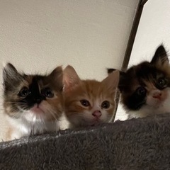 3匹の子猫